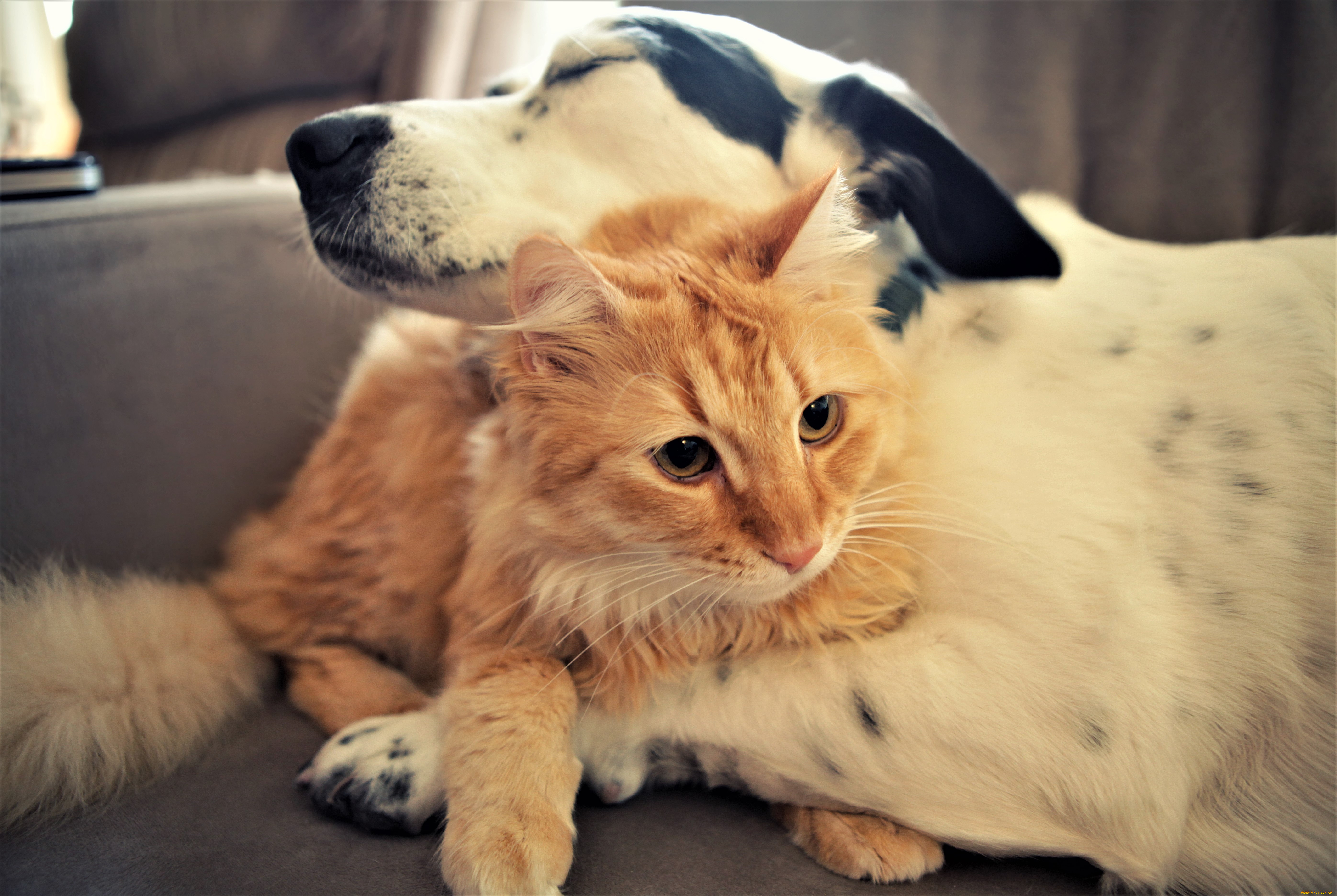Cat in a dogs world. Домашние питомцы. Кошки и собаки. Красивые домашние животные. Забавные животные.